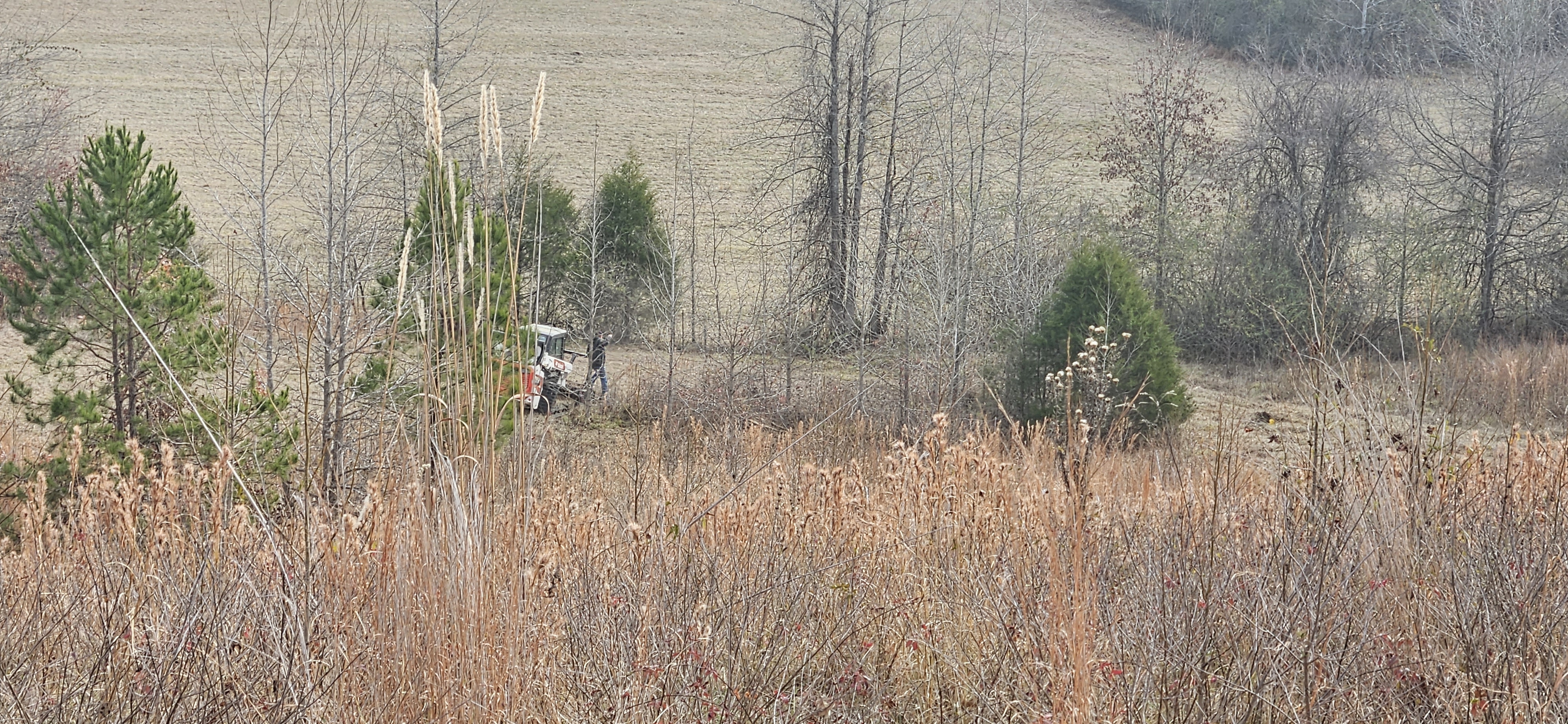 Overgrown hillside before clearing
