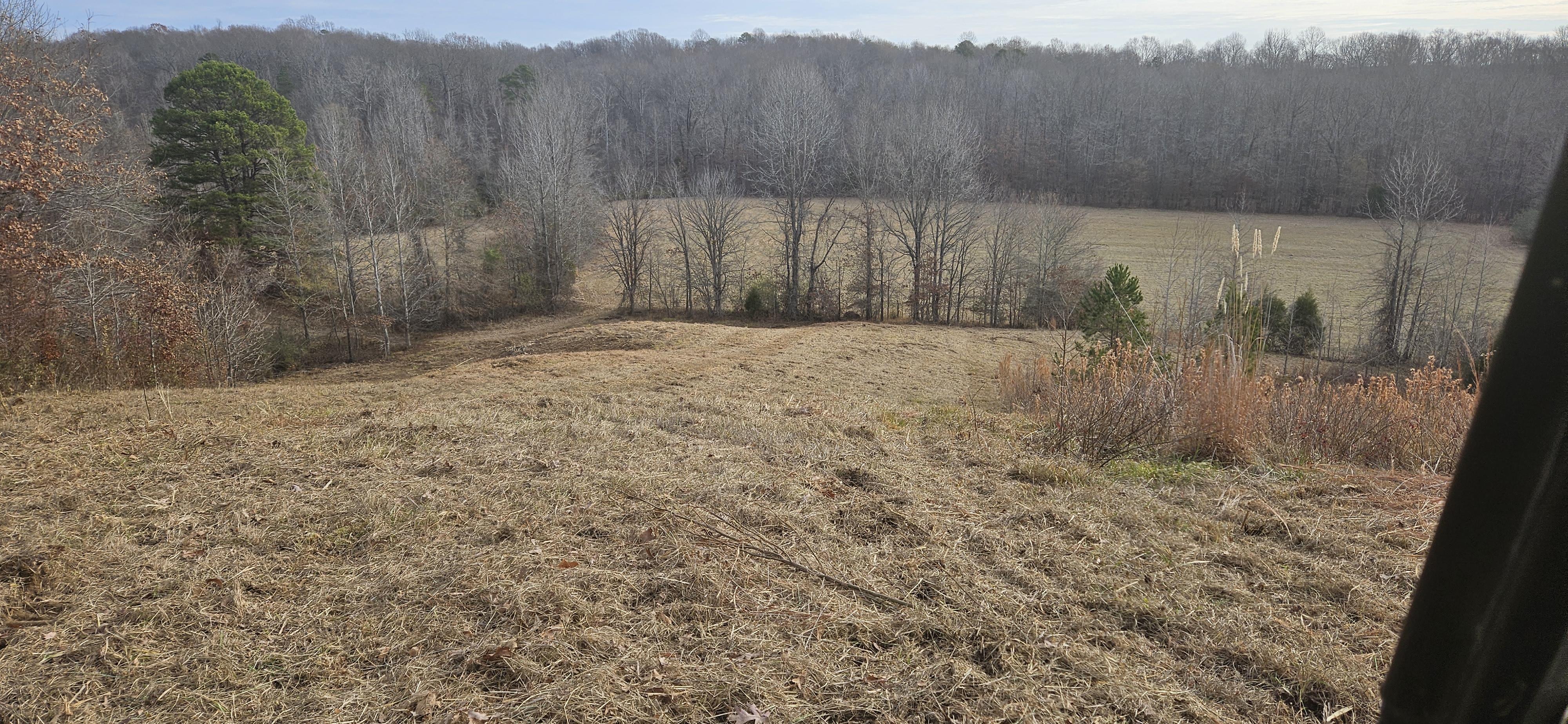 Hillside during brush hogging process