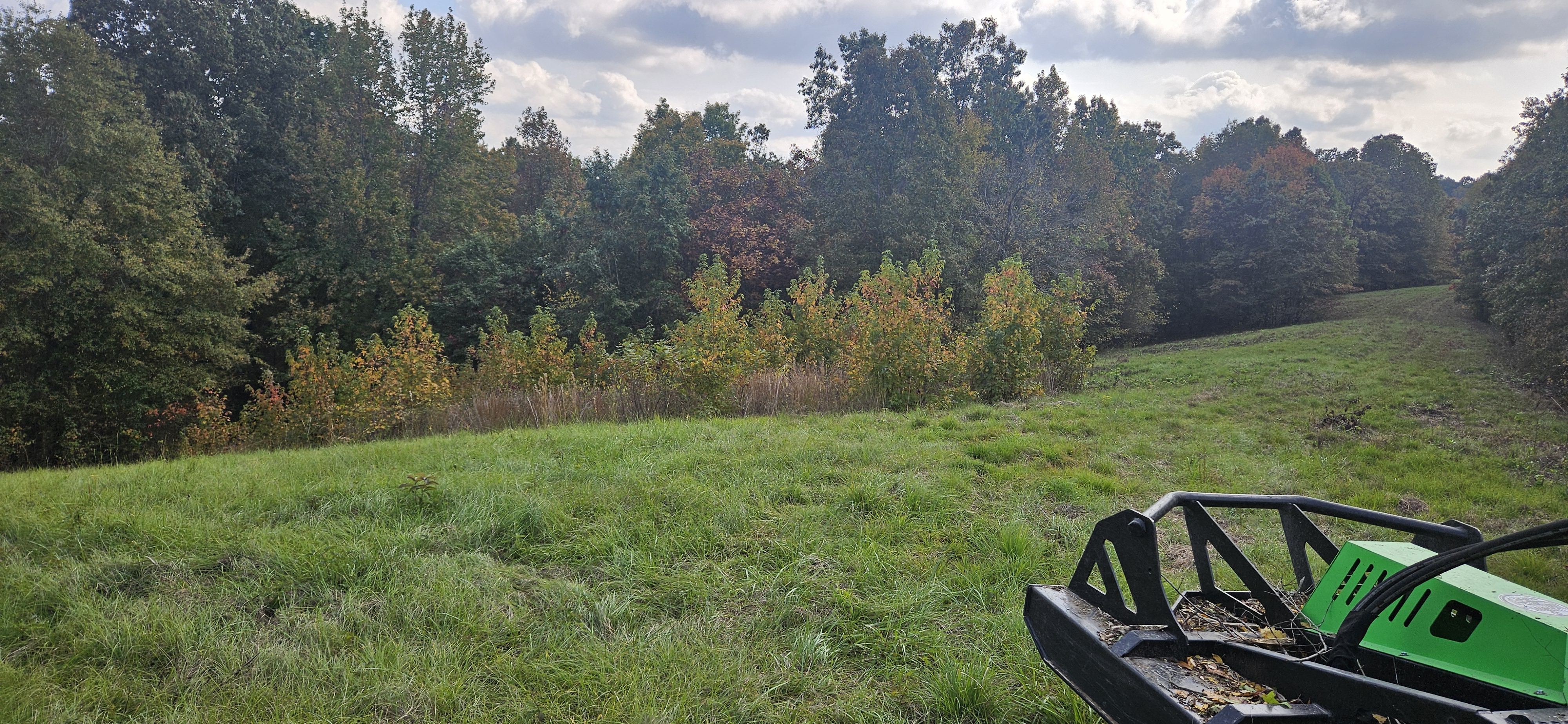 Second view of overgrown field before clearing
