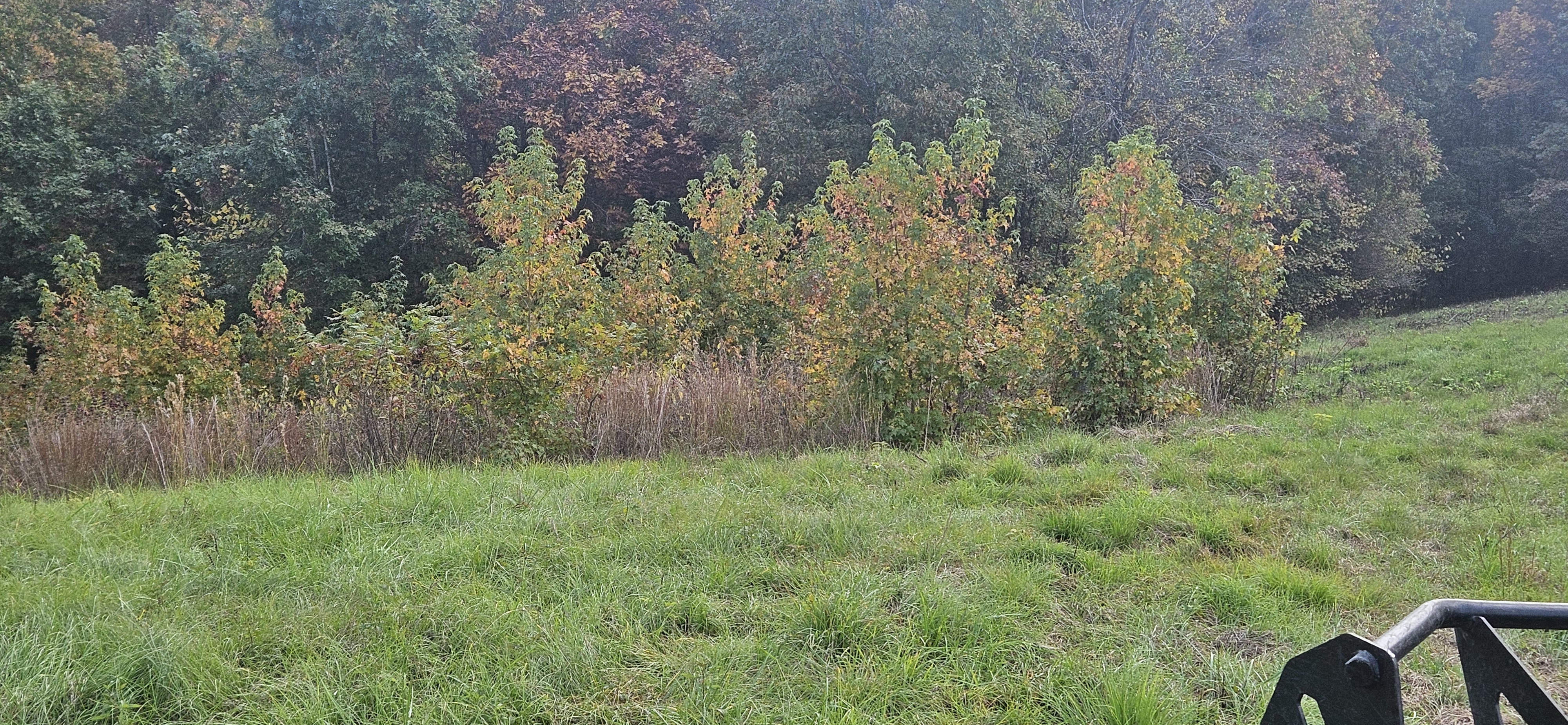 Overgrown field before reclamation