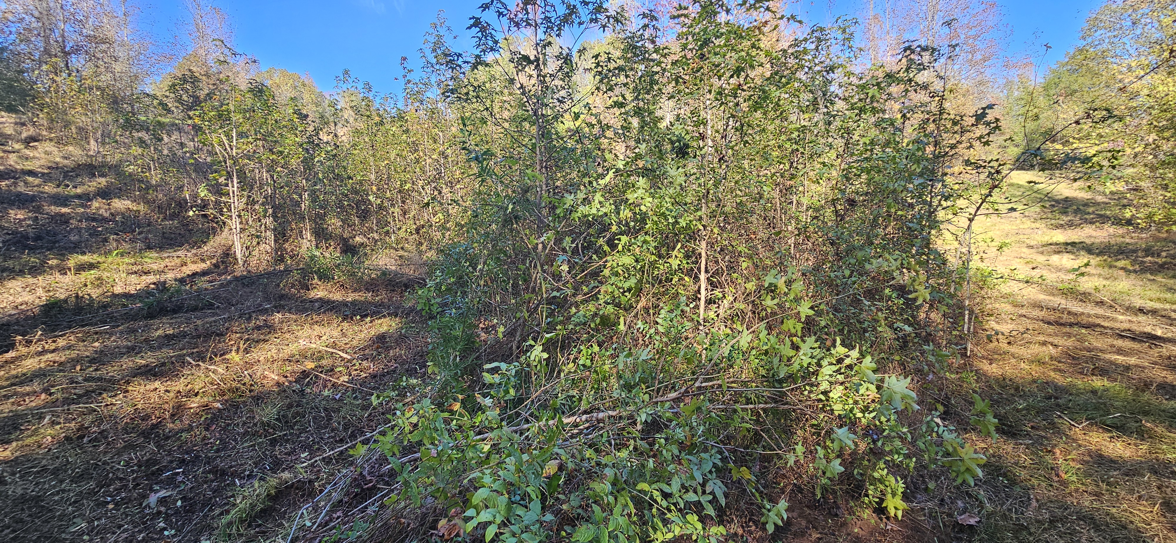 Tight residential space before walk-behind cutting