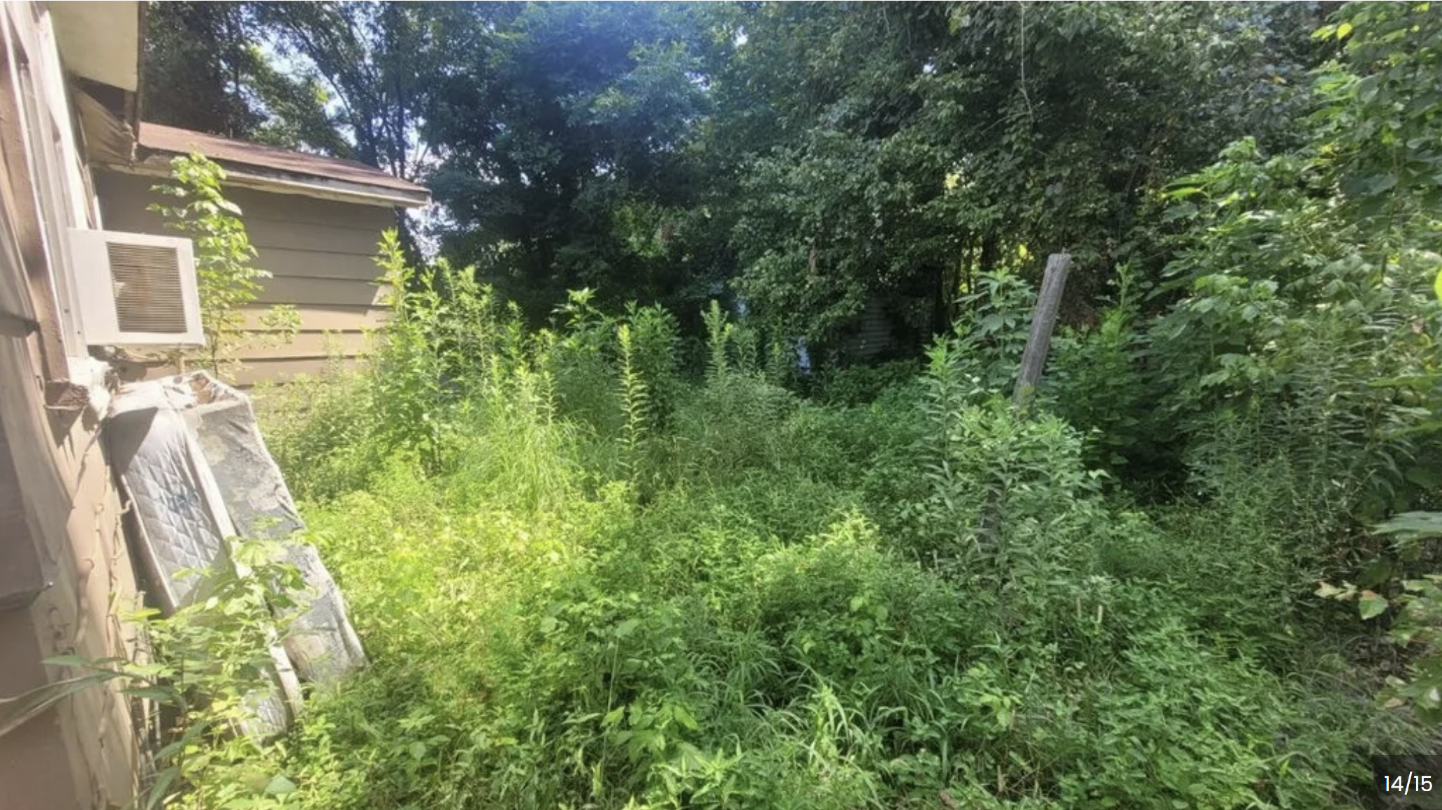 Overgrown residential lot before walk-behind brush cutting